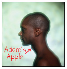 Myth Buster..Adam Never Ate An Apple