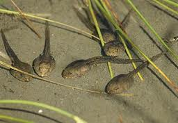 Tadpoles For Sale? How Enterprising