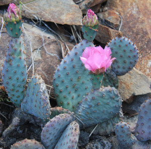 beavertail_cactus